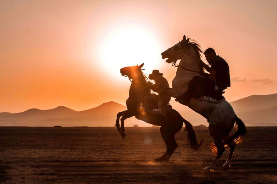 Initiation à l’équitation (niveau débutant)